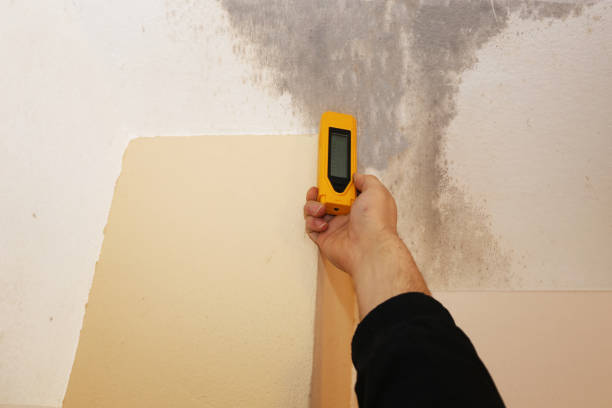 Best Asbestos and Lead Testing During Mold Inspection  in Belleair, FL