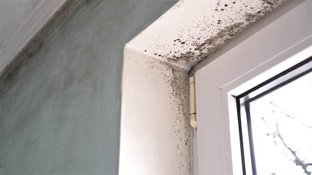 Best Airborne Mold Testing  in Belleair, FL
