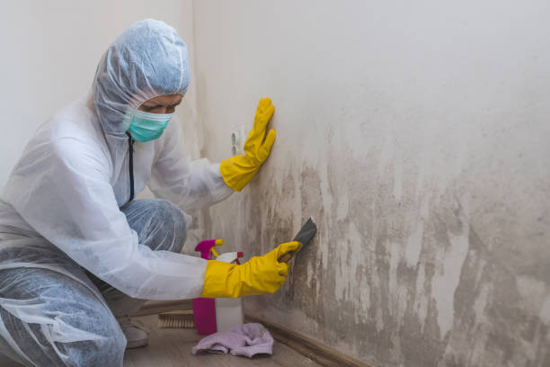 Best Mold Odor Removal Services  in Belleair, FL