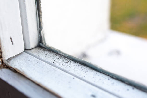 Biohazard Mold Removal in Belleair, FL