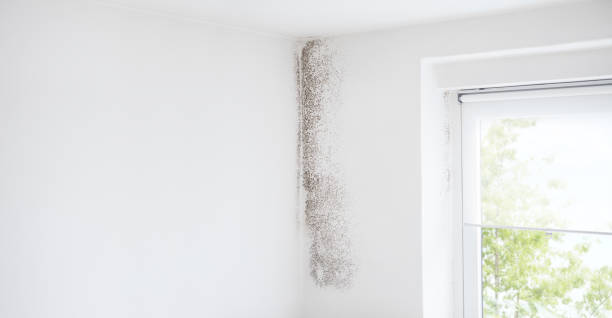 Best Commercial Mold Inspection  in Belleair, FL