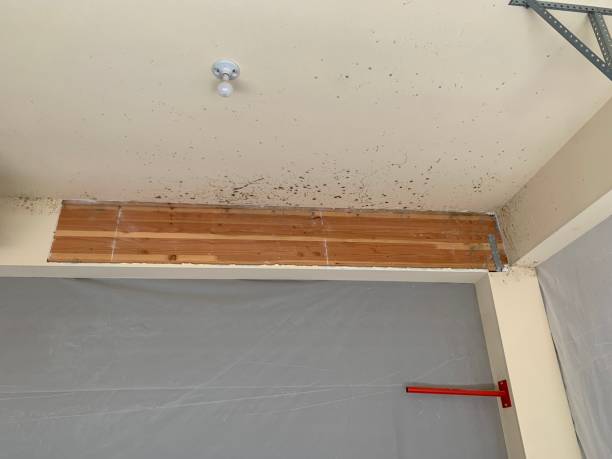 Best Flood Damage  in Belleair, FL