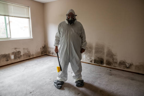 Reliable Belleair, FL Mold Removal Solutions
