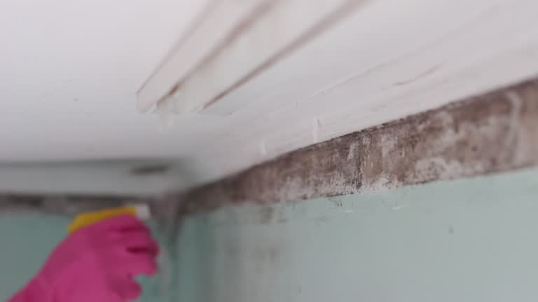 Best Comprehensive Air Testing for Mold Contaminants  in Belleair, FL